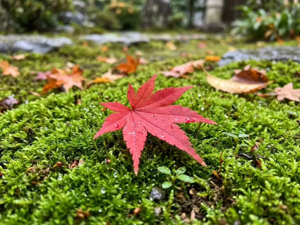 Hoja de arce roja sobre musgo en un jardín de templo durante el momiji